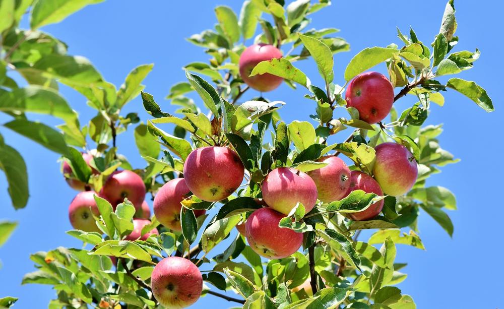 Fermenting apples