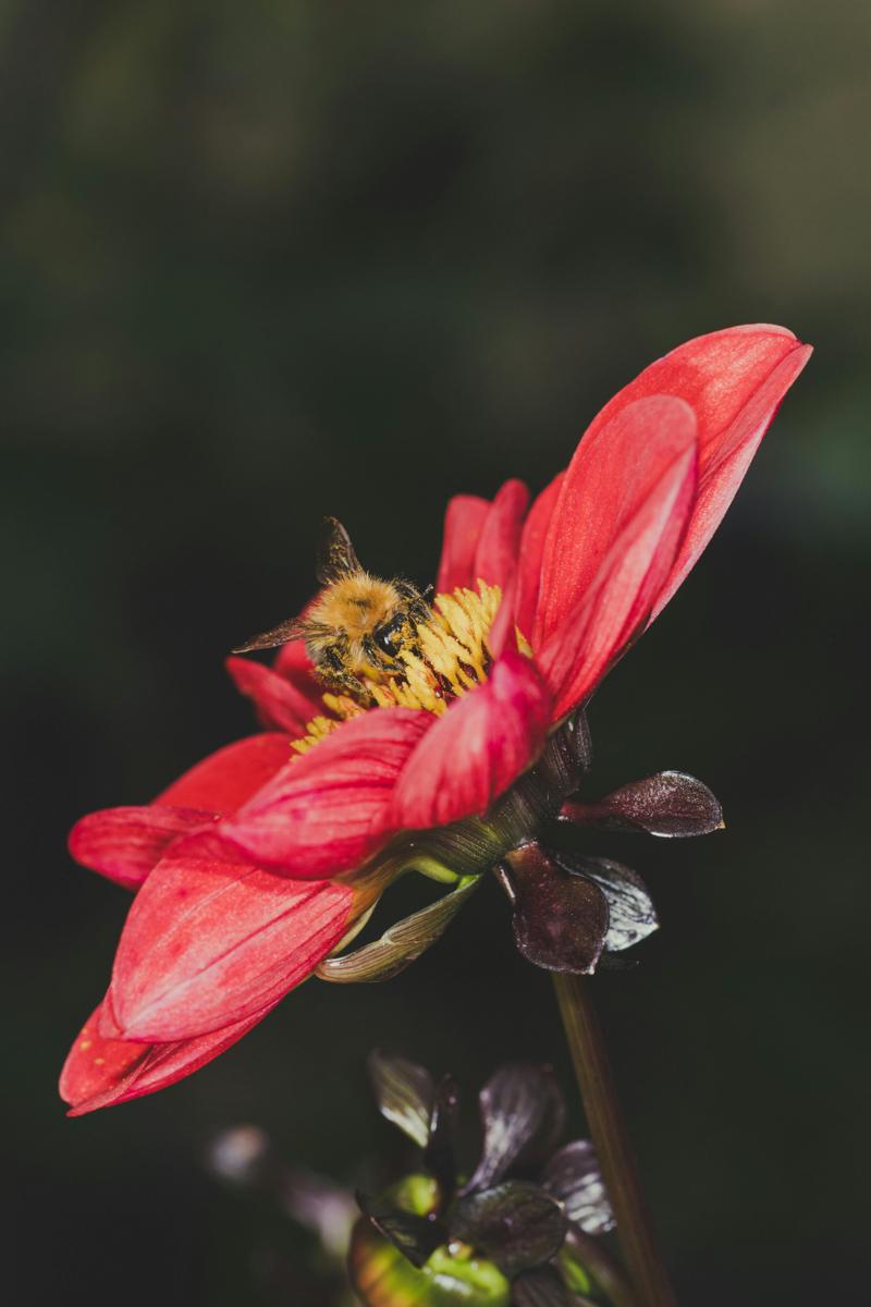 bee pollen