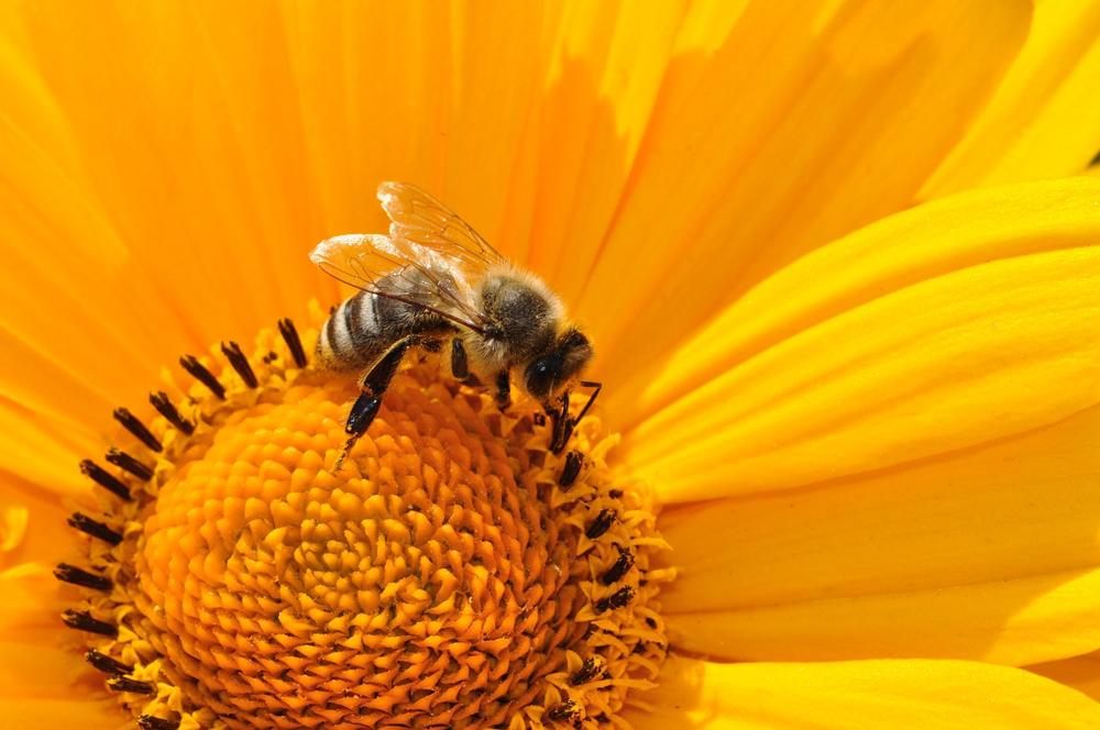 bee pollen