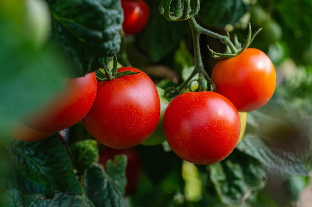fresh vegetables